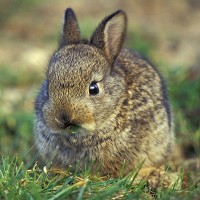 Rabbit bids to burrow drivers' car